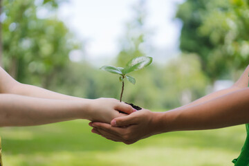 Hands Holding Seedling Outdoors