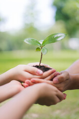 Hands Holding New Plant Seedling