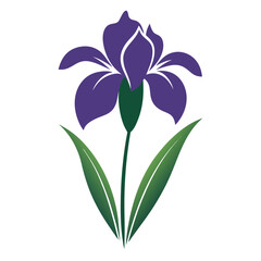 purple flower isolated on white background