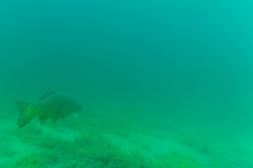 Naklejka premium Ein großer Karpfen in einem See