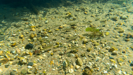 Kleine Gründlinge (gobio gobio) am steinigen Grund eines Sees