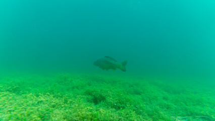 Ein großer Karpfen in einem See