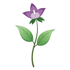  goats rue flower isolated on white background