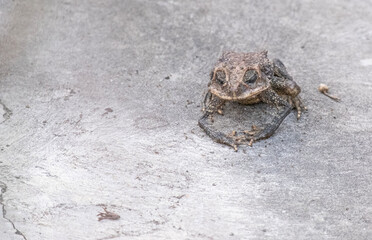 Front view adult toad with rough skin eyes closed standing on outdoor concrete facing right