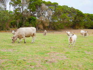 Cows and calves grazing
