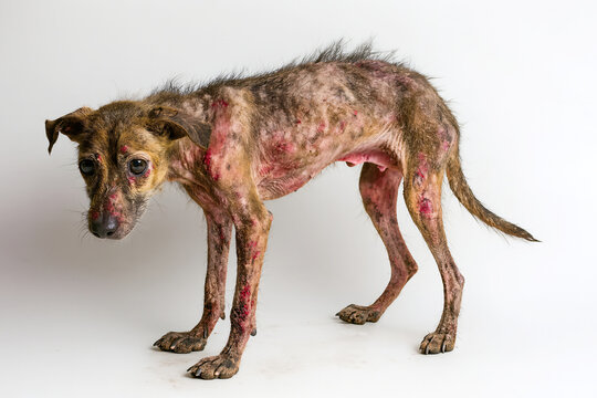 stray dog, abandoned dog No one to feed, hungry and pitiful, Generative ai