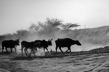 Kutchi Shepherd Leading Cows Through Barren Land in Rural Gujarat, India
