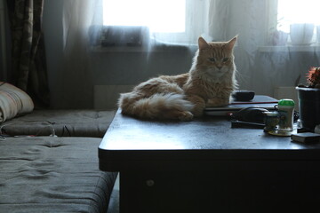 Orange maine coon cat relaxing lying on the notebook  on the table at home room interior, looking...