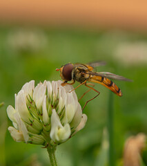 Hoverfly on White Clover Flower – Macro Insect Photography in Natural Habitat
