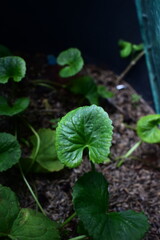 Fresh, vibrant Gotu Kola leaves emerge from rich soil, highlighting healthy growth and natural...
