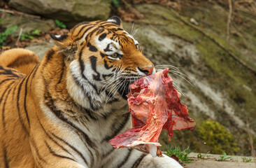 A beautiful tiger lying down and eating his piece of meat.