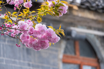 beautiful bouquet pink Japanese cherry blossoms flower or sakura bloomimg on the tree branch.  Small fresh buds and many petals layer romantic flora in botany garden.