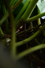 Obraz premium Intricate close-up of intertwining green plant stems and subtle roots, creating a complex natural pattern. Perfect for botanical textures or organic backgrounds.