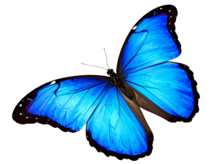 Beautiful blue butterfly in full body close-up portrait, flying with grace. Generativ .