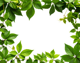 Naklejka premium Bush grape or three-leaved wild vine cayratia (Cayratia trifolia) liana ivy plant bus 