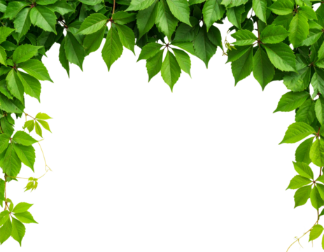 Bush grape or three-leaved wild vine cayratia (Cayratia trifolia) liana ivy plant bus a.