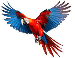 Fototapeta premium Flying Scarlet Macaw Parrot on Transparent Background. 