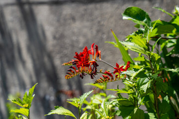 Jardin paysager aménagé par une entreprise spécialisée, avec pelouse, massifs fleuris, arbustes...