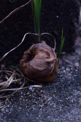 Close-up of a withered, textured fruit or seed pod on a dark, earthy ground with hints of green,...