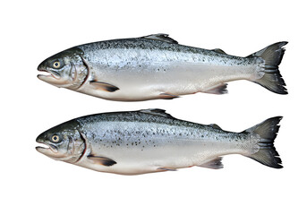 Fresh salmon fish isolated on white or transparent background, ideal for culinary, seafood packaging, or healthy eating design. PNG format.