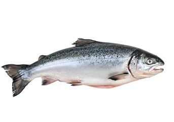 Fototapeta premium Fresh salmon fish isolated on white or transparent background, ideal for culinary, seafood packaging, or healthy eating design. PNG format.