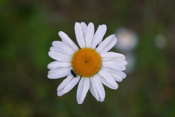 Obraz premium daisy flower close up