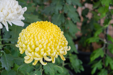 Colorful Japanese chrysanthemums  flower blooming beautifully with fresh abstract shaped petals in the public garden. group of flowers in yellow  and white with green leaves