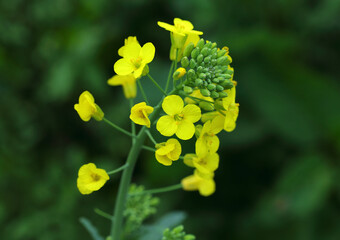 Brassica oleracea, Wild Cabbage in bloom. Oeiras Portugal. Selective shallow focus for effect....