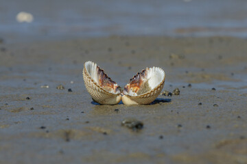 a cockle shell lies in the sand on the beach