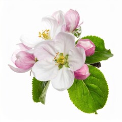 Fototapeta premium Pink and White Apple Blossoms with Green Leaves