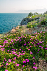  Purple ice plant flowers blooming along a rocky coast in Antalya, Turkey. The lush green foliage and vibrant blossoms create a vivid foreground against the calm sea horizon.