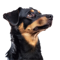 Obraz premium hunting dog portrait isolated on transparent background