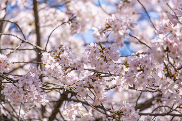 beautiful group of pink Japanese cherry blossoms flower or sakura bloomimg on the tree branch.  Small fresh buds and many petals layer romantic flora in botany garden. isolated on blue sky.