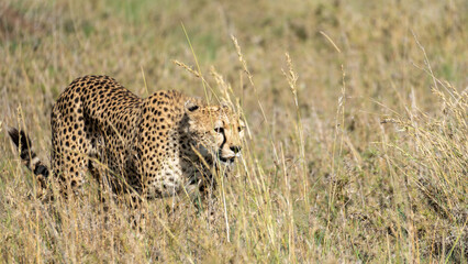The Majestic Cheetah Gracefully Stalking Through Expansive Grassy Plains of Africa Serengeti