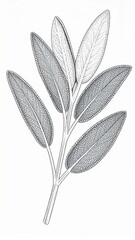 Obraz premium Detailed Stippled Illustration of Sage Leaves