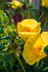  Close-up of blooming yellow poppies in soft sunlight, growing beside a wooden fence along a coastal park trail.