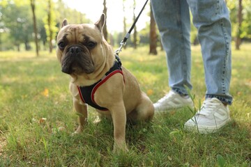 Fototapeta premium Man with his cute French bulldog in park, closeup