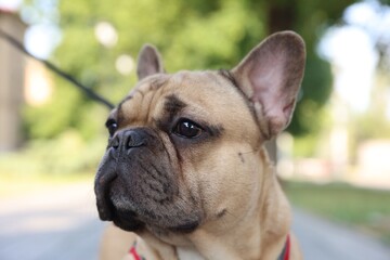 Obraz premium Adorable pet. Cute French bulldog with leash in park, closeup