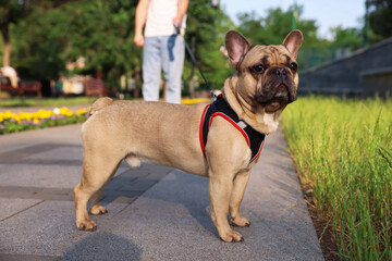 Man with his cute French bulldog in park, closeup