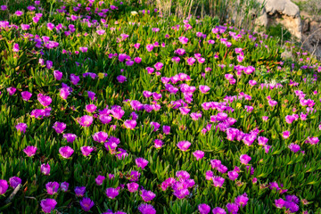  Close-up of blooming purple flowers of ice plant (Carpobrotus edulis) on a coastal slope in Antalya. The bright petals and thick green leaves contrast beautifully with the seaside light.