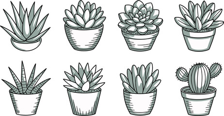 Potted succulent plants and cactus green