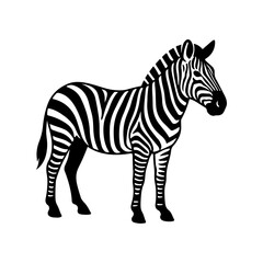 Zebra vector illustration isolated on white background