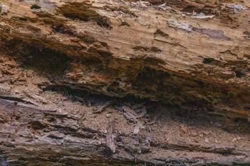 Decaying fallen tree trunk with exposed wood grain and insect damage, forming a rustic natural...