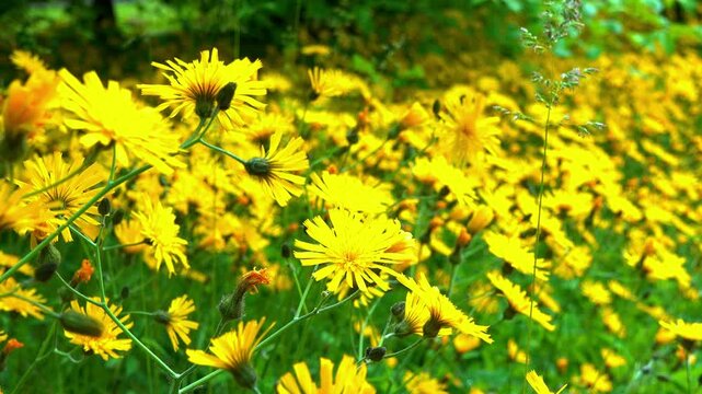 Glaucous hawkweed Hieracium glaucinum, blooming yellow flowers of a herbaceous plant in a garden