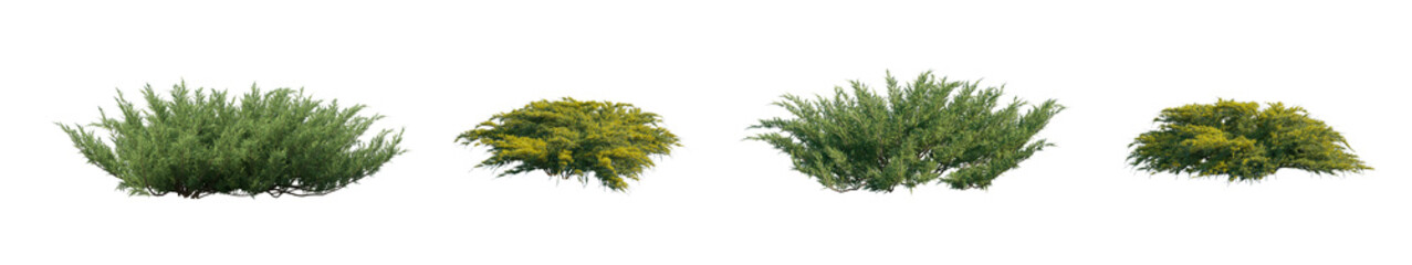 Juniperus Pfitzeriana Aurea and Juniperus sabina isolated png on a transparent background...