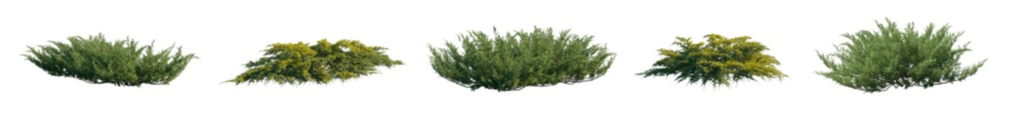 Juniperus Pfitzeriana Aurea and Juniperus sabina isolated png on a transparent background...