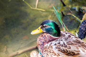 male mallard duck against water
