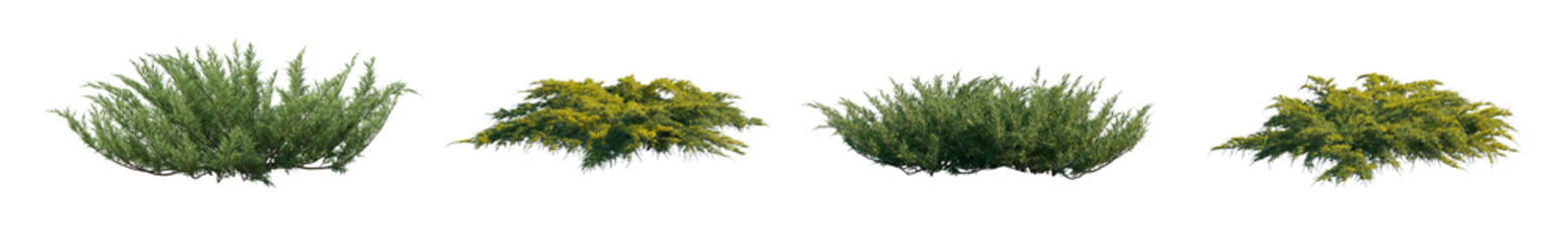 Juniperus Pfitzeriana Aurea and Juniperus sabina isolated png on a transparent background...