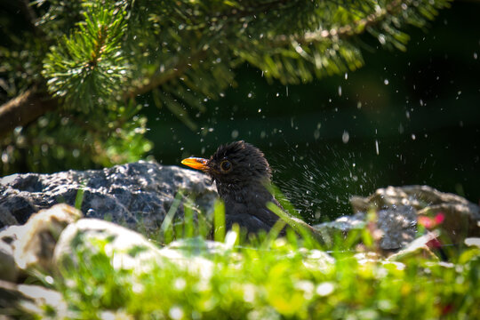 a young blackbird is bathing in a bird bad at a hot sunny summer day - Powered by Adobe
