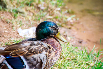 female mallard duck
